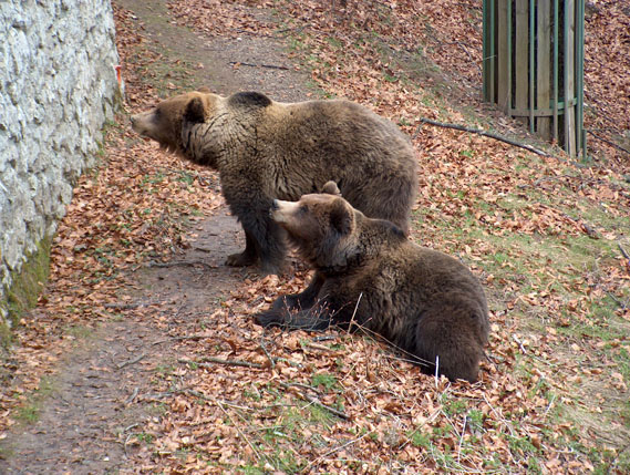 Orso Bruno